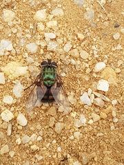 Chrysorutilia
