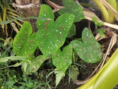 Caladium