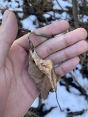 Callosamia promethea