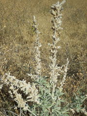 Lupinus leucophyllus