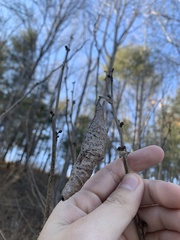 Callosamia promethea