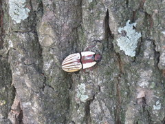 Chalcolepidius limbatus