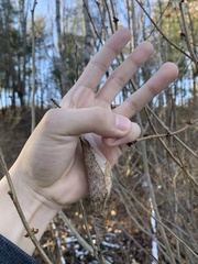 Callosamia promethea