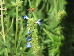 Anthophora paranensis