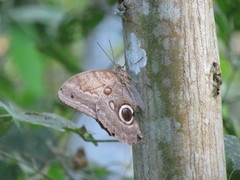 Caligo telamonius menus