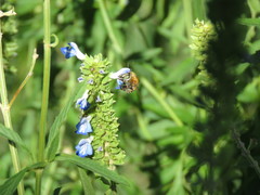 Anthophora paranensis