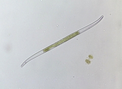 Stenopterobia