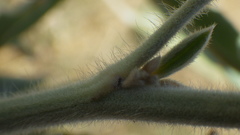 Lupinus leucophyllus