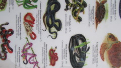 Chironius grandisquamis