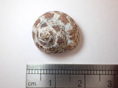 Clanculus limbatus