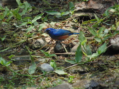Passerina rositae