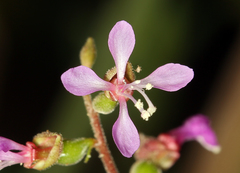 Clarkia heterandra