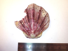 Equichlamys bifrons