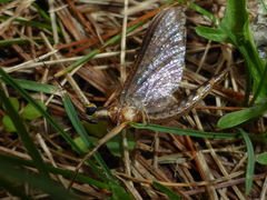 Hexagenia bilineata
