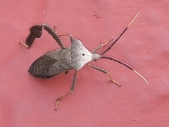 Acanthocephala alata