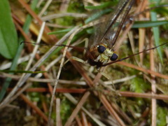 Hexagenia bilineata