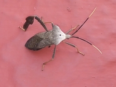 Acanthocephala alata