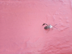 Acanthocephala alata