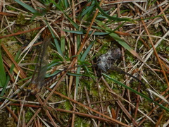 Hexagenia bilineata