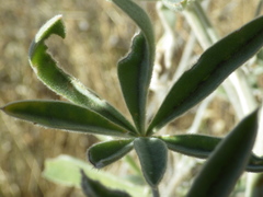 Lupinus leucophyllus