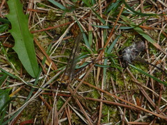 Hexagenia bilineata