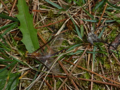 Hexagenia bilineata