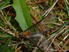 Hexagenia bilineata