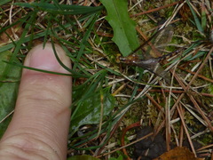 Hexagenia bilineata