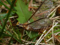 Hexagenia bilineata