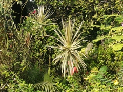 Dracaena reflexa angustifolia