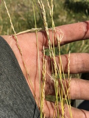 Poa secunda