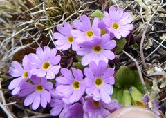 Primula walshii