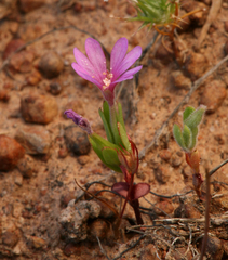 Clarkia lassenensis
