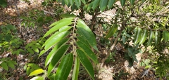 Casearia sylvestris