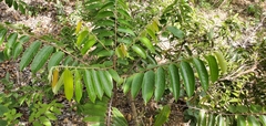 Casearia sylvestris