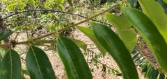 Casearia sylvestris