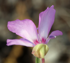 Clarkia lassenensis