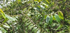 Casearia sylvestris