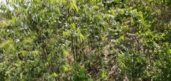Casearia sylvestris