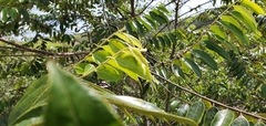 Casearia sylvestris