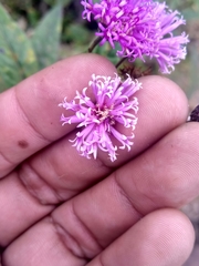 Vernonia greggii