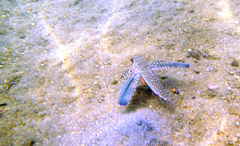 Dactylopterus volitans