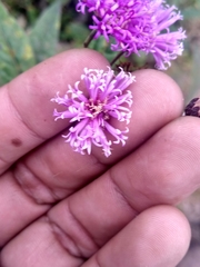 Vernonia greggii