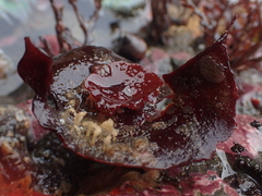 Constantinea simplex