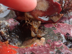 Constantinea simplex