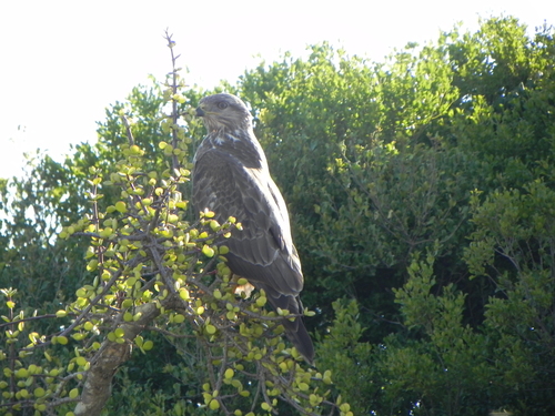 Buteo trizonatus