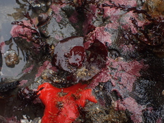 Constantinea simplex