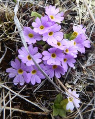Primula walshii