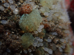 Pycnoclavella stanleyi