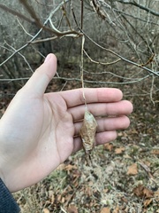 Callosamia promethea